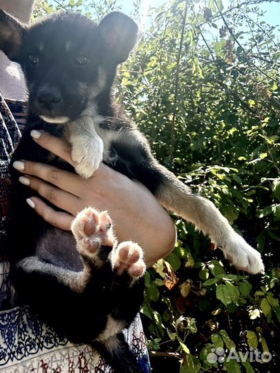 Щенок девочка в дар (2-3 месяца)