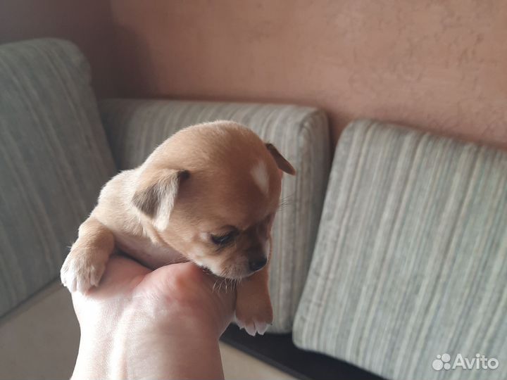 Щенки чихуахуа