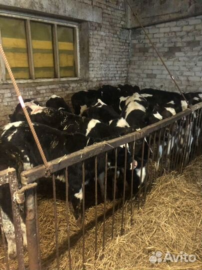 Бычки 1 2 3 месяца