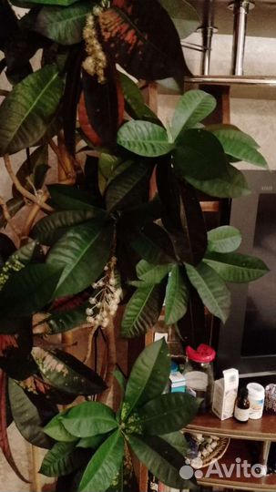 Кротон высота 2,5 м ширина 1 м