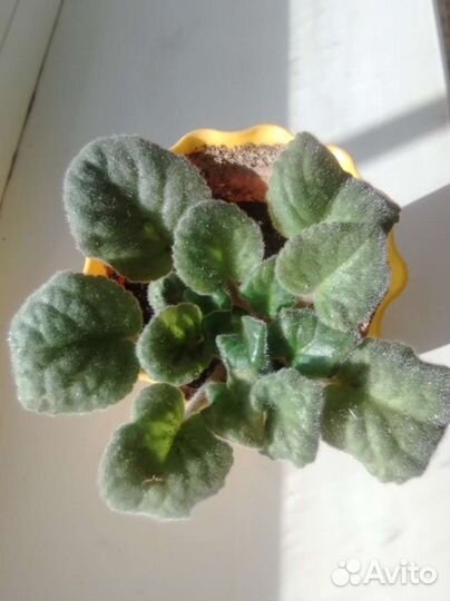 Бегония каланхоэ крассула фиалка