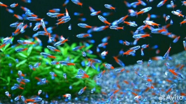 Неон голубой