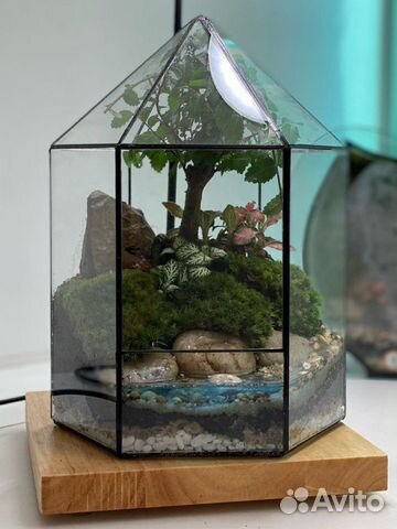 Флорариум экосистема бонсай