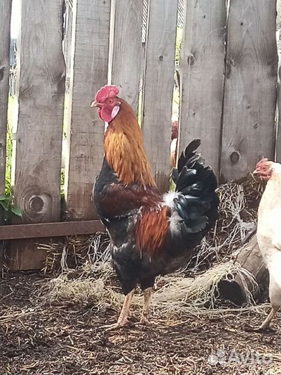 Молодые петухи