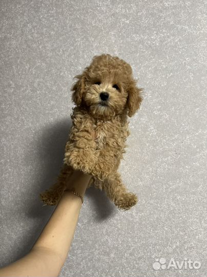 Мальтиипу ф1 шикарный мальчик карамелька