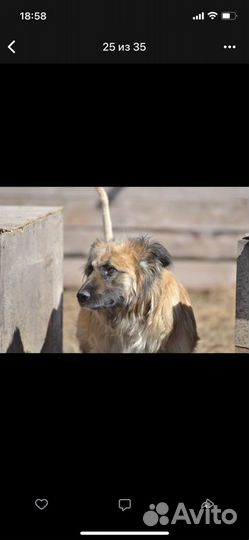 Собака в добрые руки леонбергер