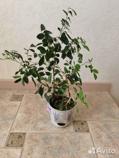 Комнатное растение Мурайя метельчатая карликовая