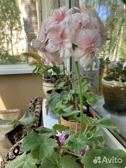 Пеларгония герань сортовая