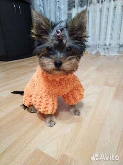 Одежда для маленьких собак