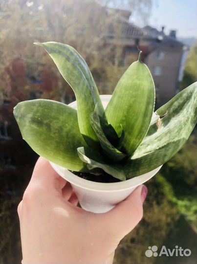 Сансевиерия