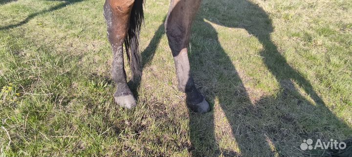 Полукровная лошадь