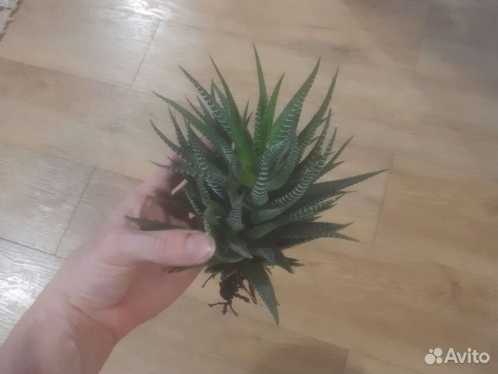 Продам цветы комнатные
