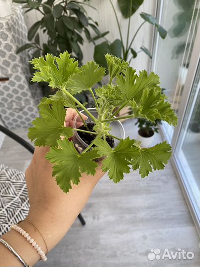Королевская пеларгония