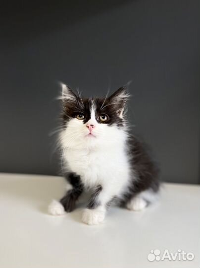 Котенок девочка в добрые руки 2 месяца