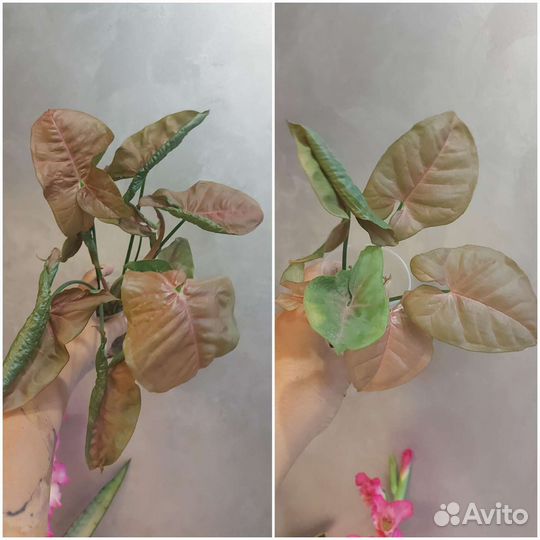 Сингониумы