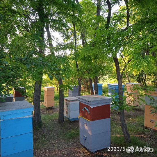 Мед подсолнечник с разнотравьем