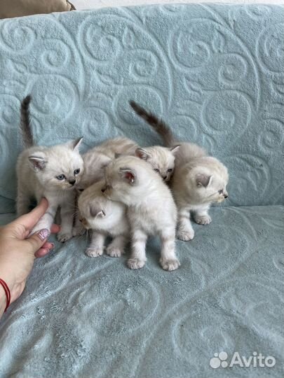 Шотландские котята