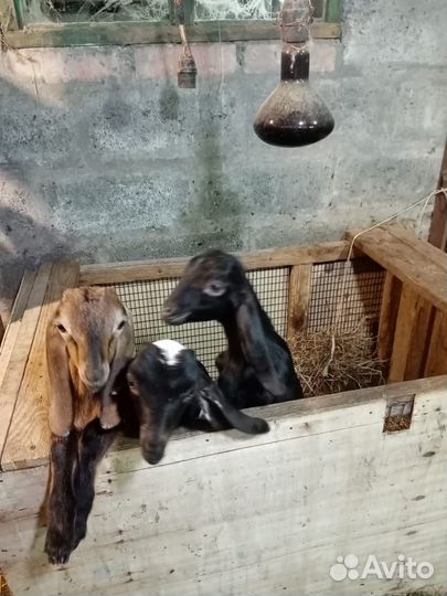 Козочки, нубо -камори козлята