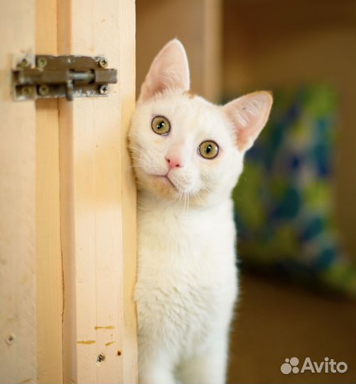 Кларк самый ласковый котик приюта ищет дом