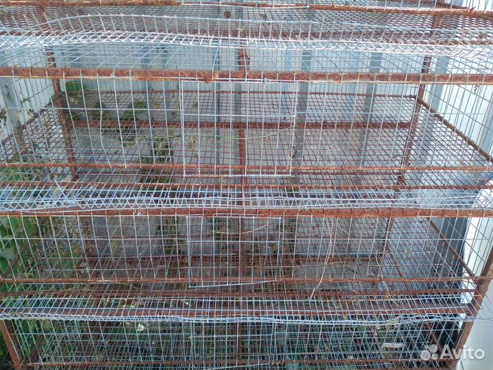 Брудер, клетка для цыплят, домашней птицы