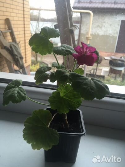 Комнатные цаеты