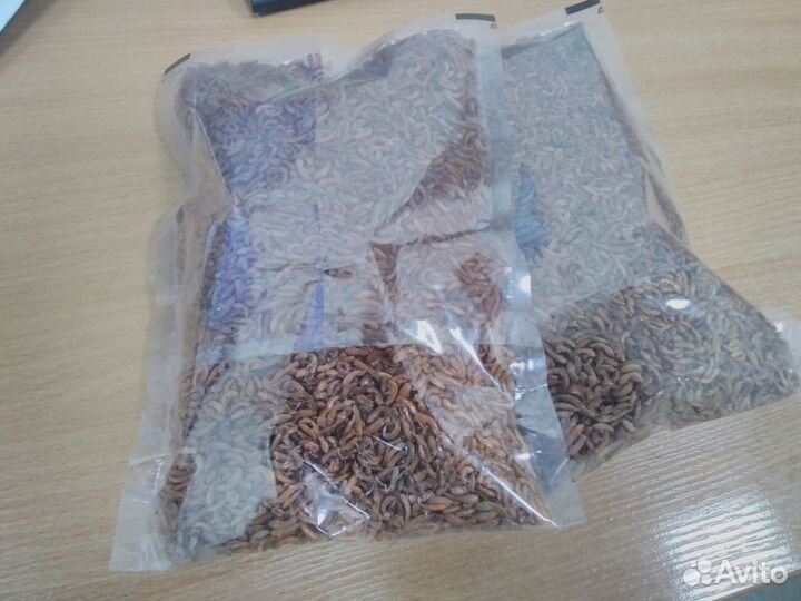 Гаммарус сухой