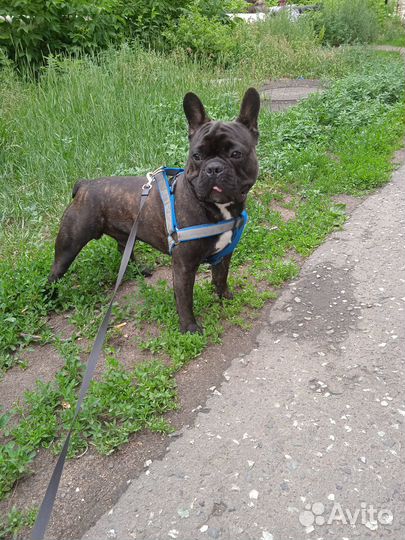 Французский бульдог вязка