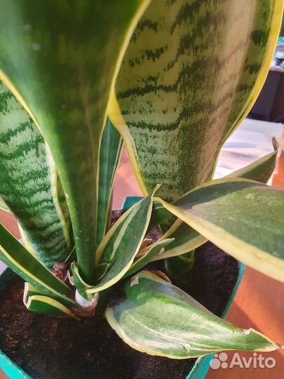 Сансевиерия сортовая