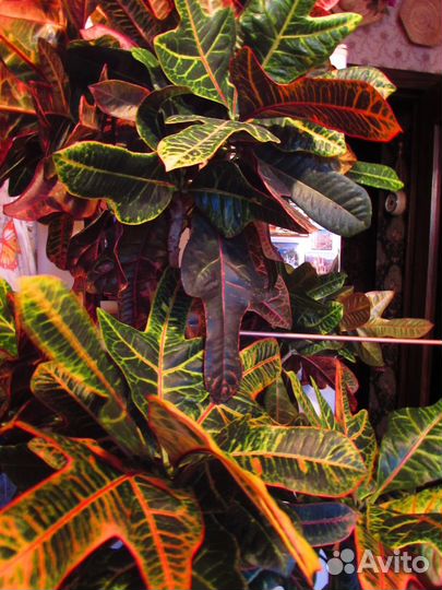 Комнатное растение Кодиеум