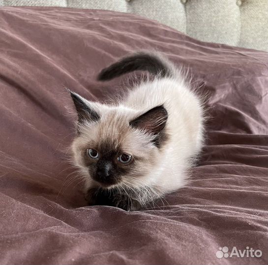 Невские маскарадные котята