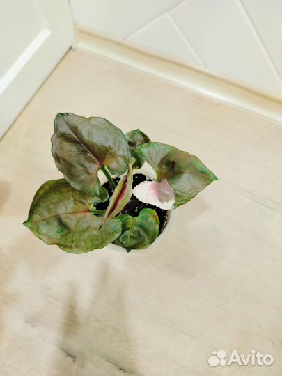 Сингониумы разные сортовые