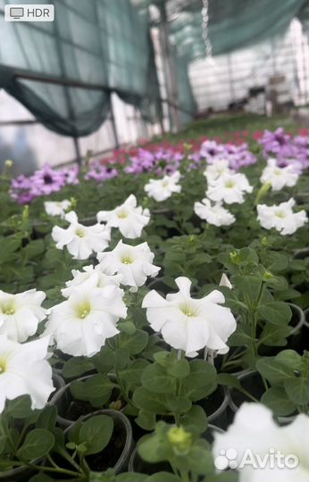 Рассада цветов