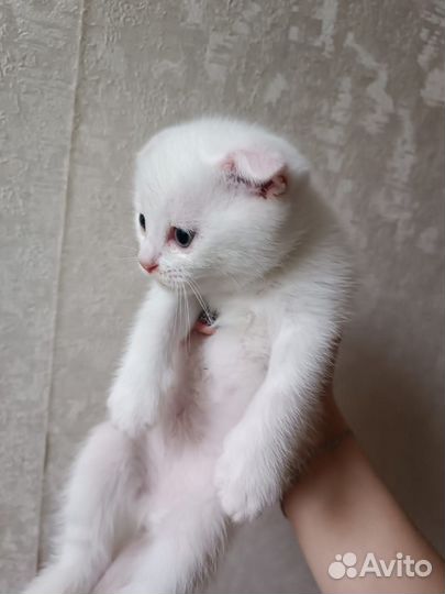 Вислоухие котята