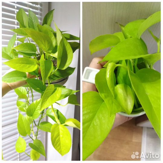 Комнатные растения часть 2