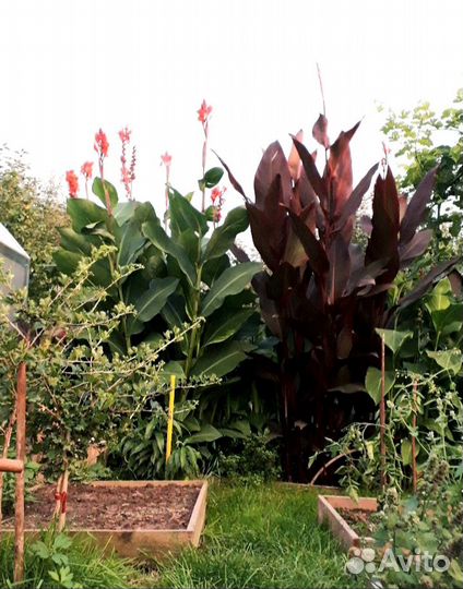 Канны высокорослые