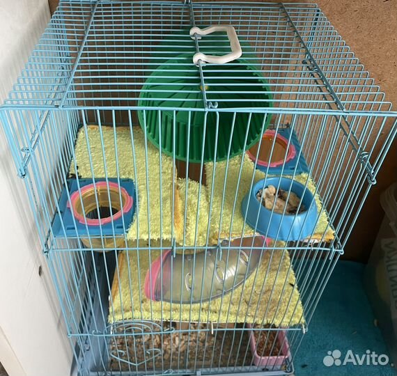 Сирийский хомяк с клеткой