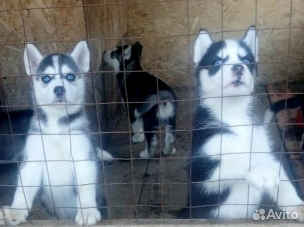 Продам щенков хаски