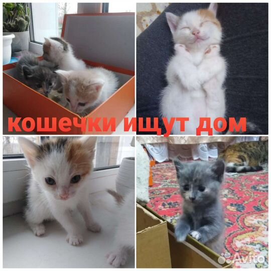 Котята в добрые руки