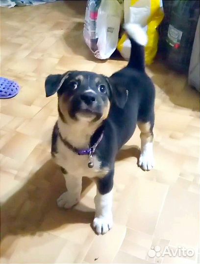 Найден щенок у 62 школы, девочка