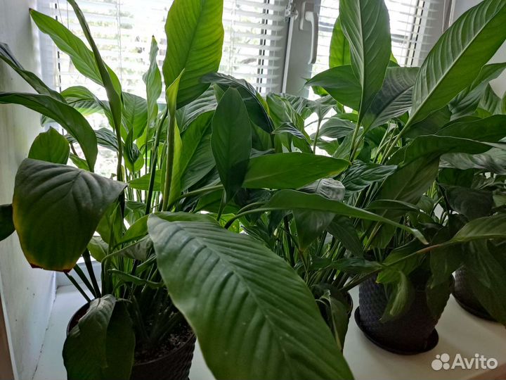 Спатифиллум