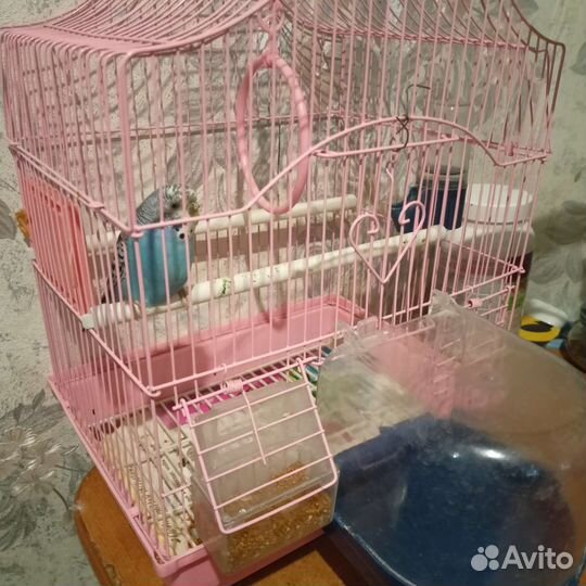 Попугай с клеткой