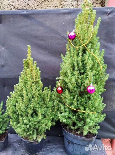 Живая ель Коника канадская