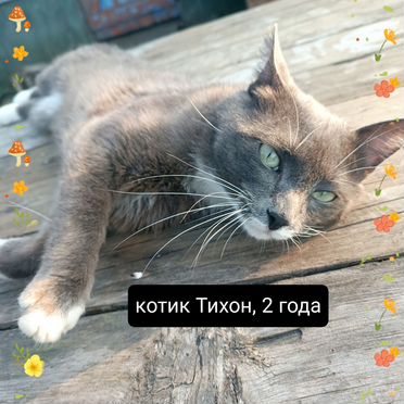 Взрослый кот в добрые руки