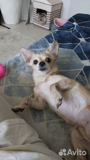 Отдам в добрые руки