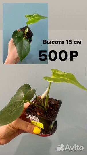 Антуриум Намора