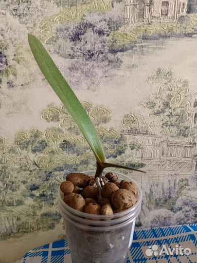 Орхидея фаленопсис детка