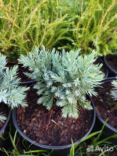 Можжевельник блю стар