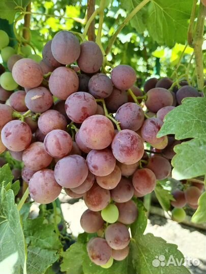 Черенки самых вкусных десертных сортов винограда