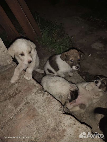 Щенки