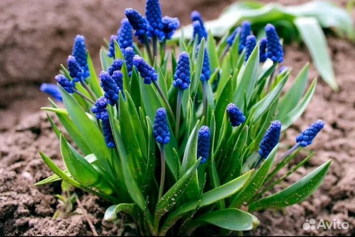 Садовые цветы